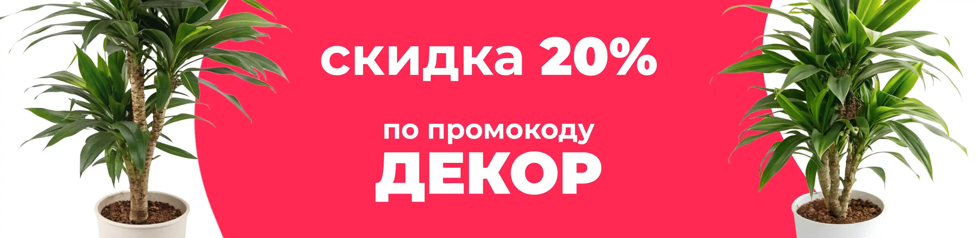Баннер для рубрики: Драцены фрагранс Чинто