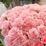 Маленькое фото 4: Букет из 51 розовой гвоздики в пленке. Сервис доставки цветов AzaliaNow