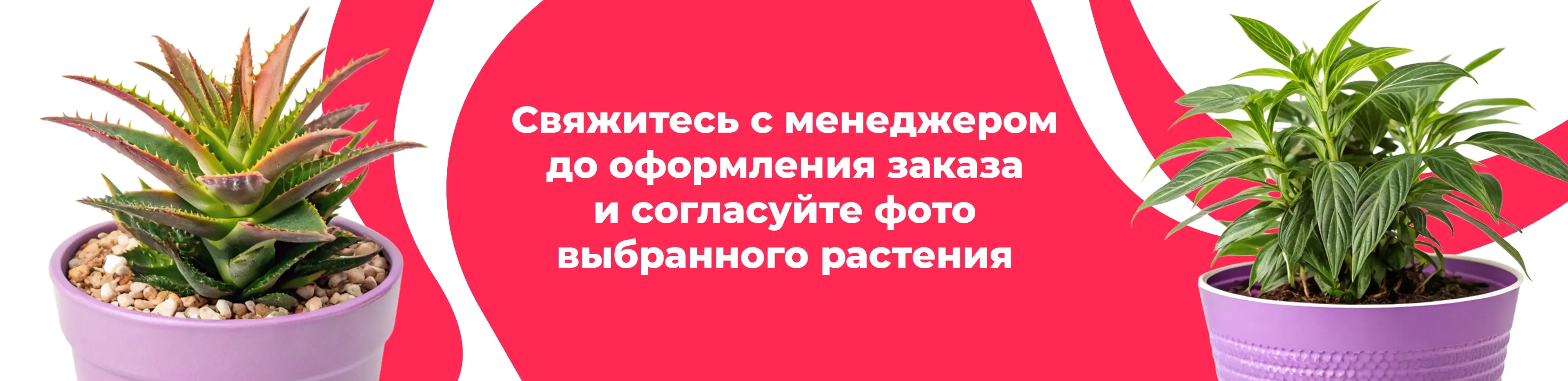 Баннер для рубрики: Растения Тимирязевский