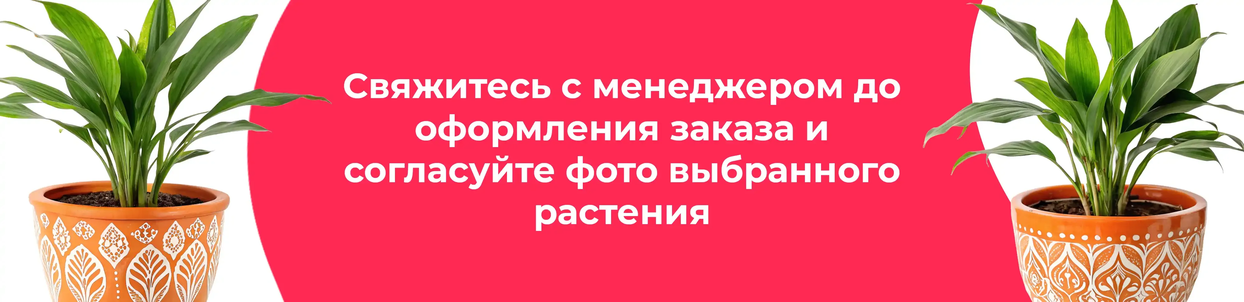 Баннер для рубрики: Цветы в горшках Электросталь