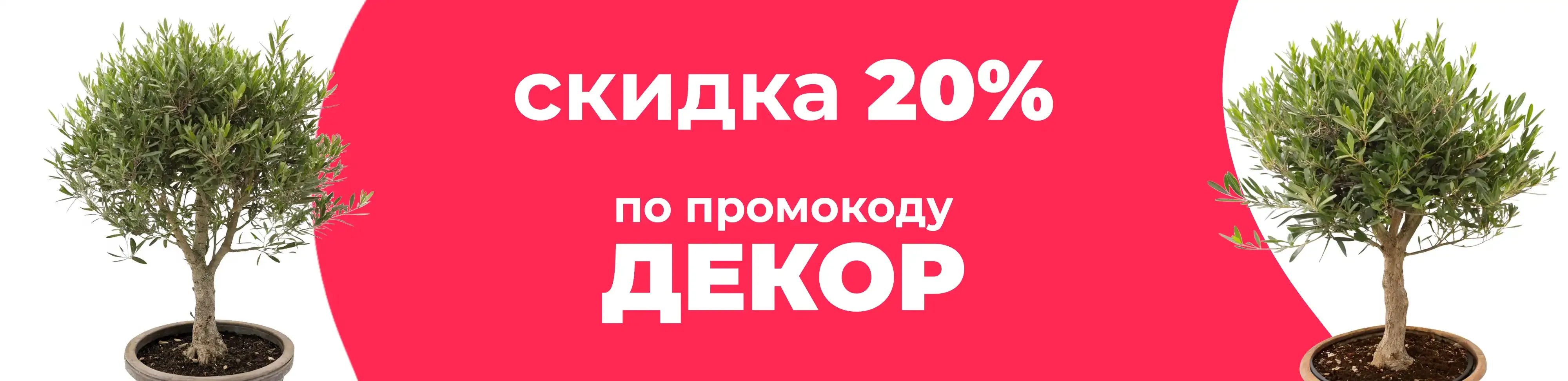 Баннер для рубрики: Оливковые деревья