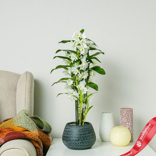 Фото 1: Бамбуковая орхидея белая. Сервис доставки цветов AzaliaNow