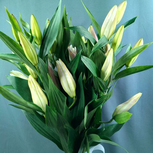 Фото флориста 1: Цветы для Козерога