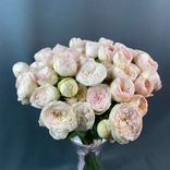 Фото флориста 1: Букет из 25 пионовидных розовых роз с белой лентой, 50 см, Эквадор