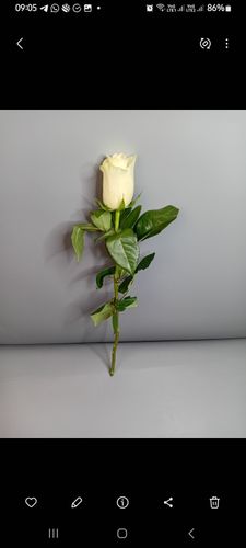 Высокие розы. Фото флориста - 3