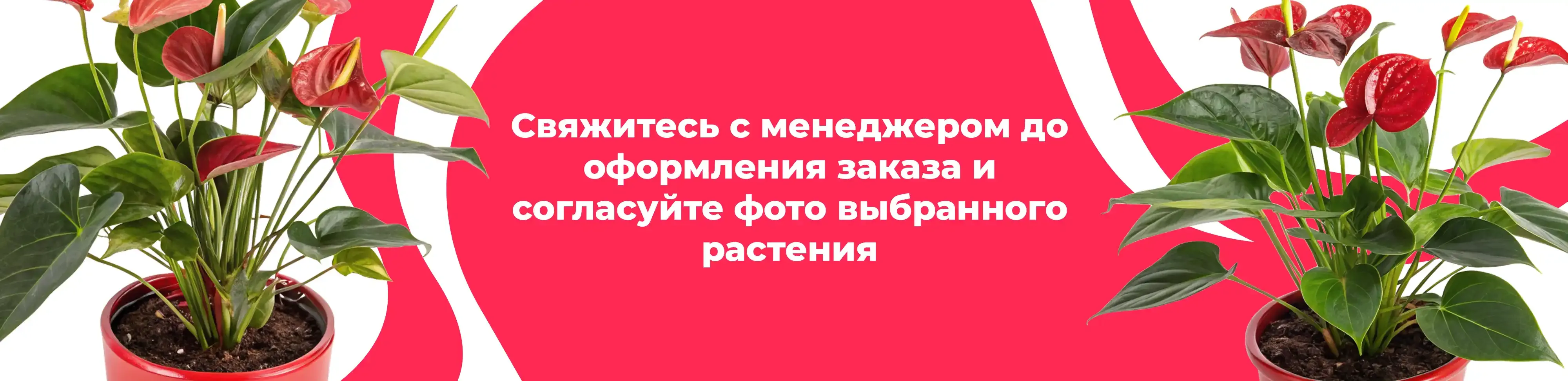 Баннер для рубрики: Комнатные растения Талдом