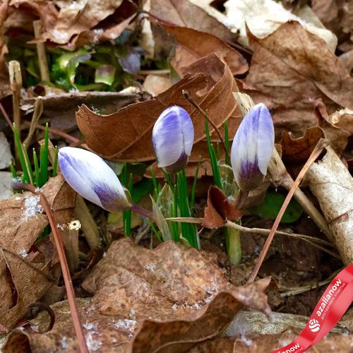 Фото 3: Крокус Спиши Блю Перл (Specie Blue Pearl). Сервис доставки цветов AzaliaNow