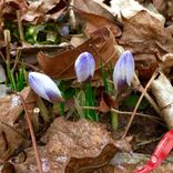 Маленькое фото 3: Крокус Спиши Блю Перл (Specie Blue Pearl). Сервис доставки цветов AzaliaNow