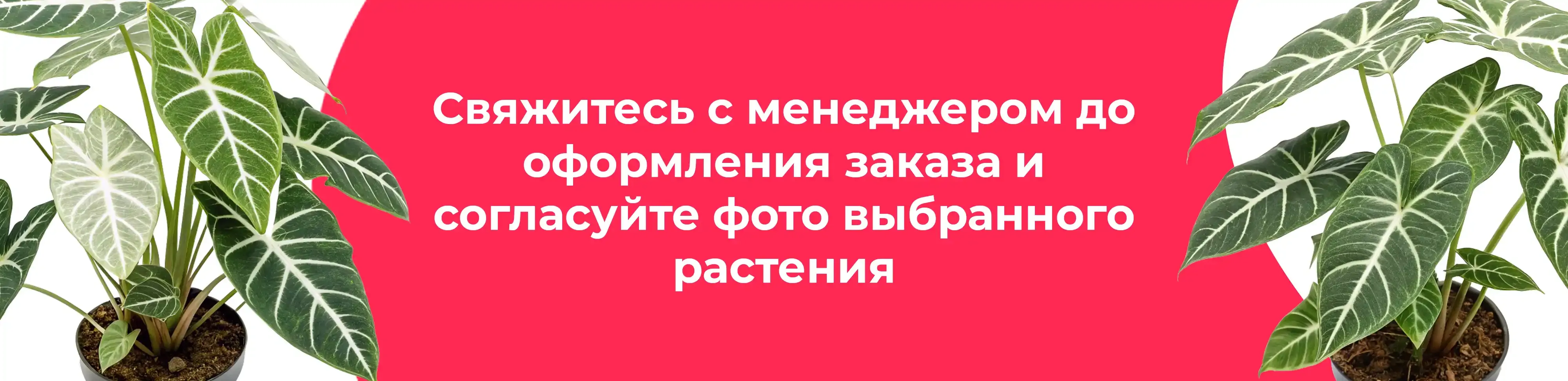 Баннер для рубрики: Цветы комнатные бело-зеленые
