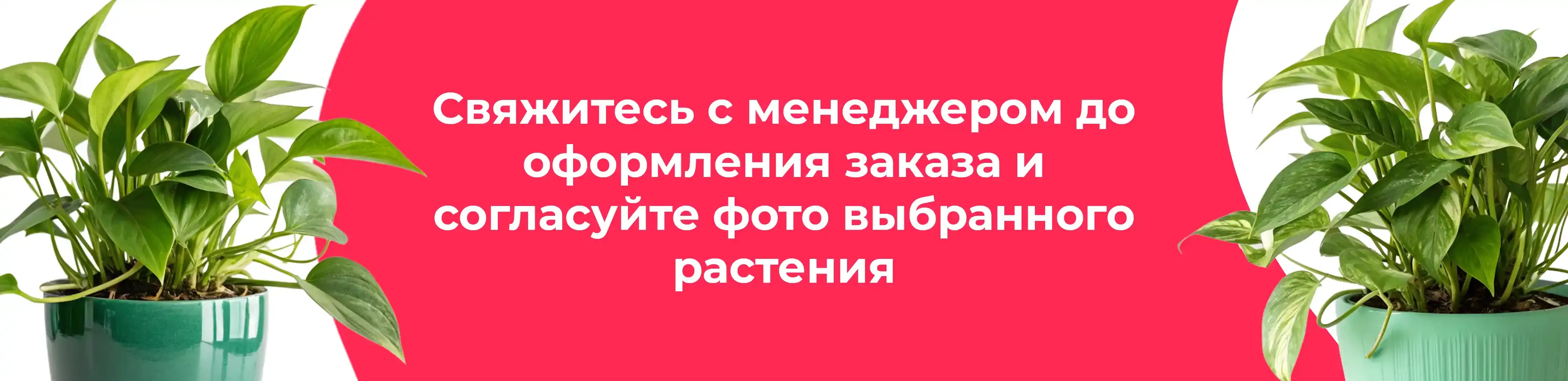 Баннер для рубрики: Эпипремнумы