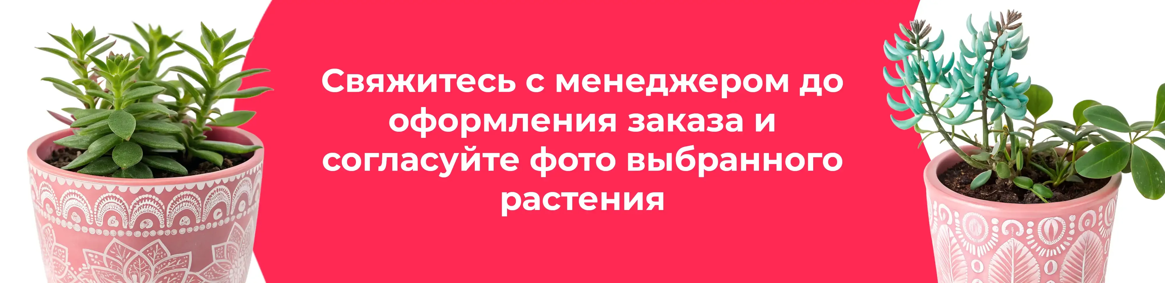 Баннер для рубрики: Комнатные растения Старая Купавна