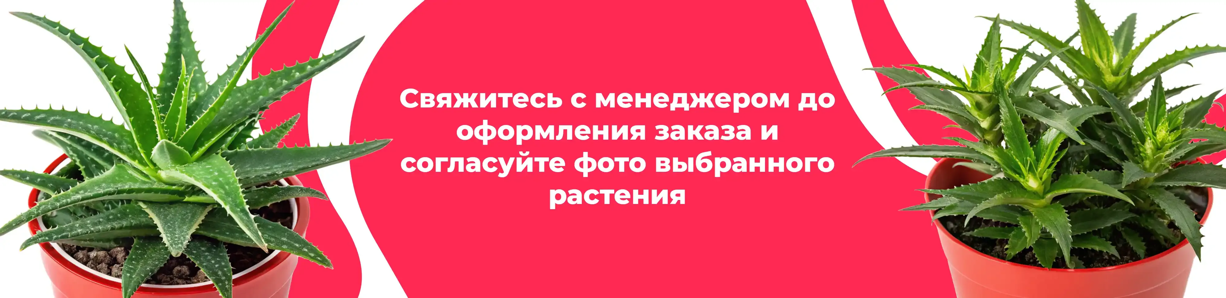 Баннер для рубрики: Комнатные растения Можайск