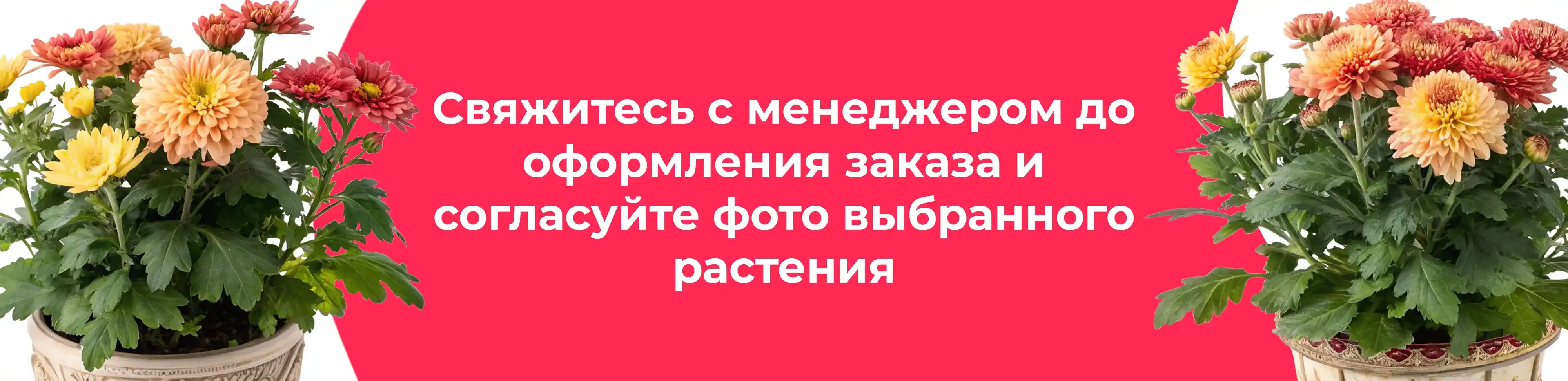 Баннер для рубрики: Хризантемы в горшке