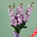 Маленькое фото 2: Букет «Маттиола» из 5 розовых цветов с сиреневой лентой