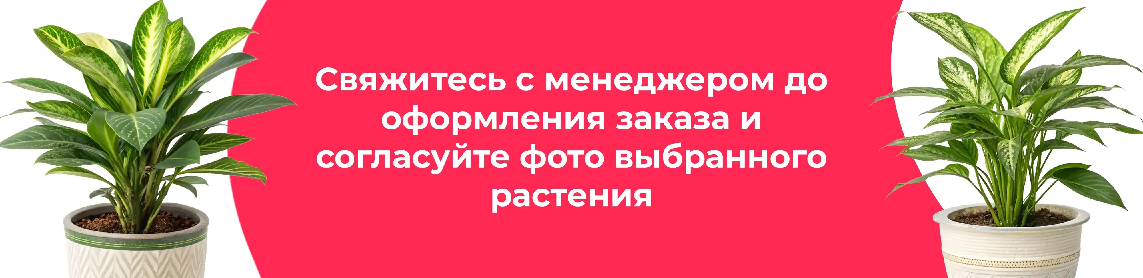 Баннер для рубрики: Ктенанты