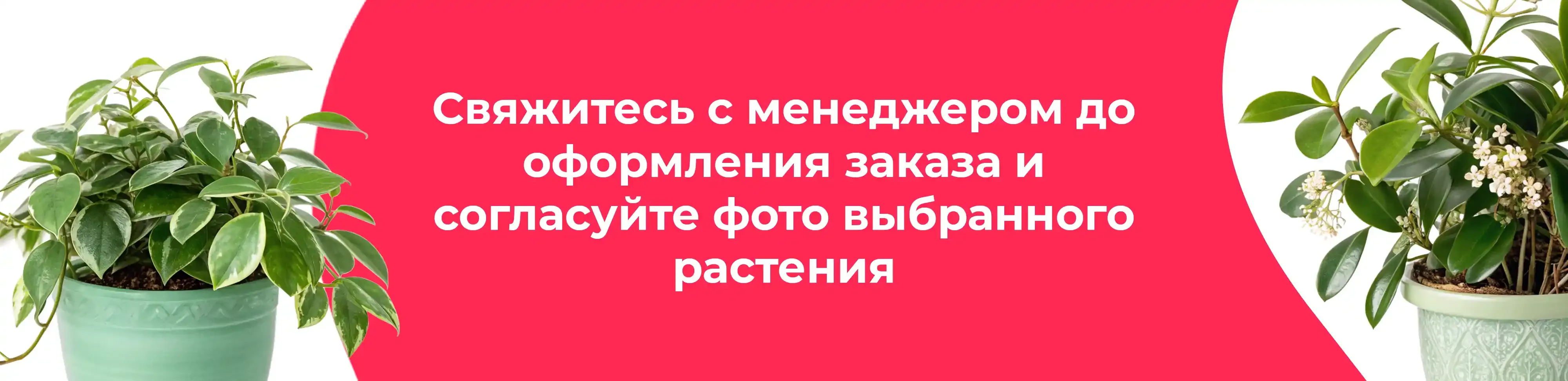 Баннер для рубрики: Хойи