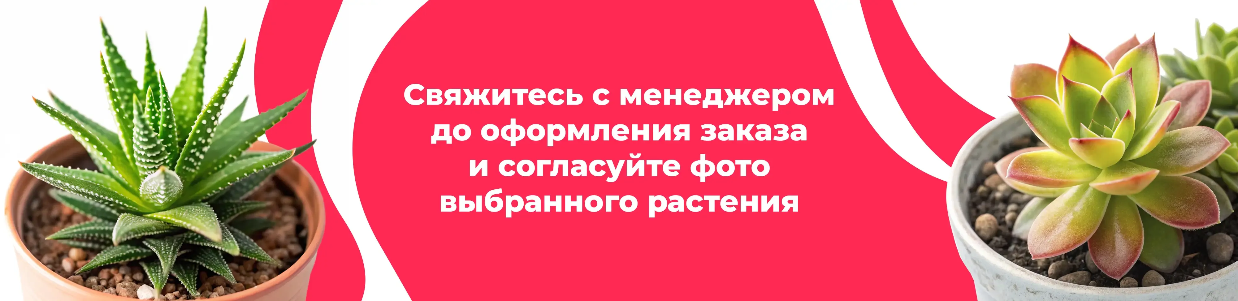 Баннер для рубрики: Растения Отрадное