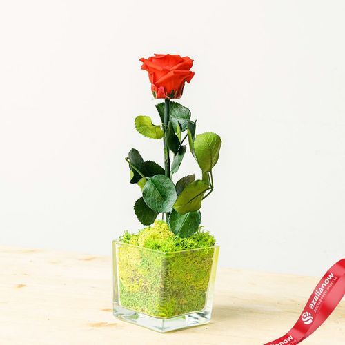Фото 1: Роза в стекле. Сервис доставки цветов AzaliaNow