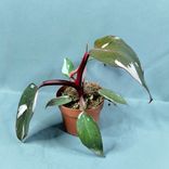 Фото флориста 1: Филодендрон Розовая принцесса