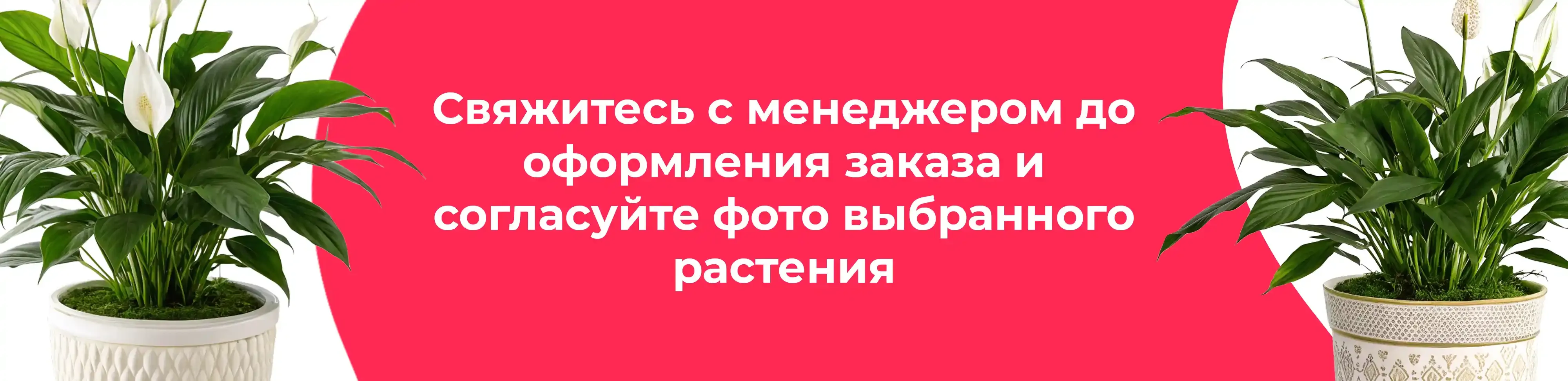 Баннер для рубрики: Спатифиллумы Корто