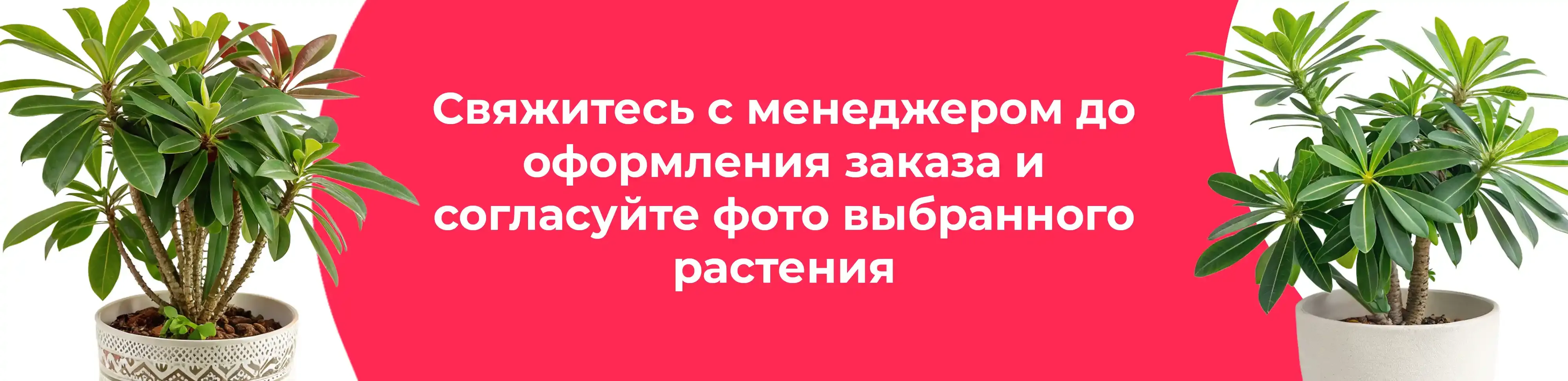 Баннер для рубрики: Эуфорбии