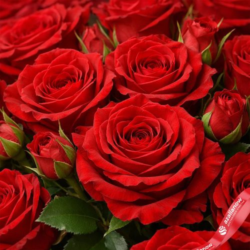 Фото 5: Букет из 301 красной розы с красной лентой