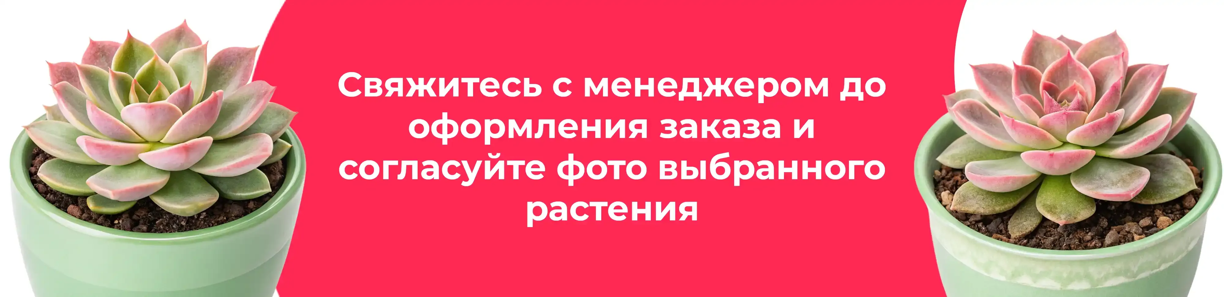 Баннер для рубрики: Цветы для рабочего стола в кабинет