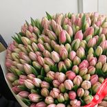 Маленькое фото 2: 500 розовых и кремовых тюльпанов в стильной упаковке, Голландия. Сервис доставки цветов AzaliaNow