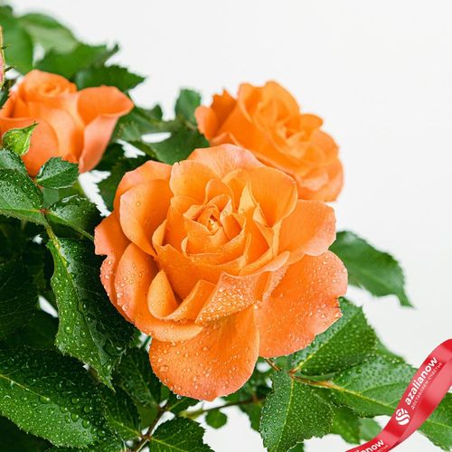 Фото 4: Роза Патио Джувел оранжевая. Сервис доставки цветов AzaliaNow