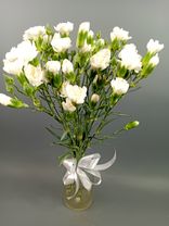 Фото флориста 1: Букет из 10 гвоздик кустовых белых, Диантус, Голландия