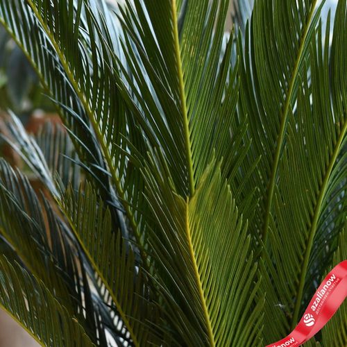 Фото 5: Саговник поникающий («саговая пальма»). Сервис доставки цветов AzaliaNow