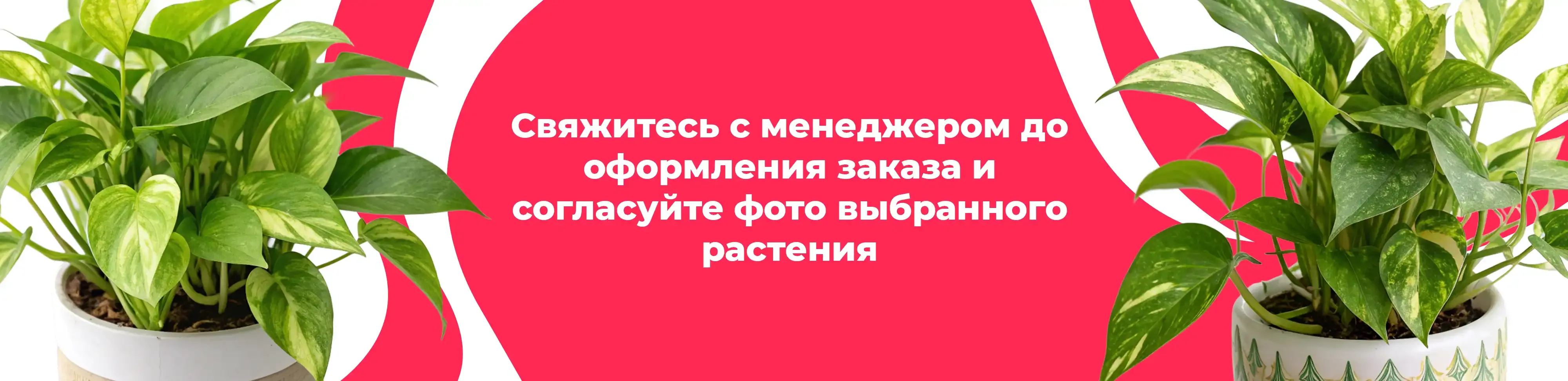 Баннер для рубрики: Комнатные растения Дзержинский