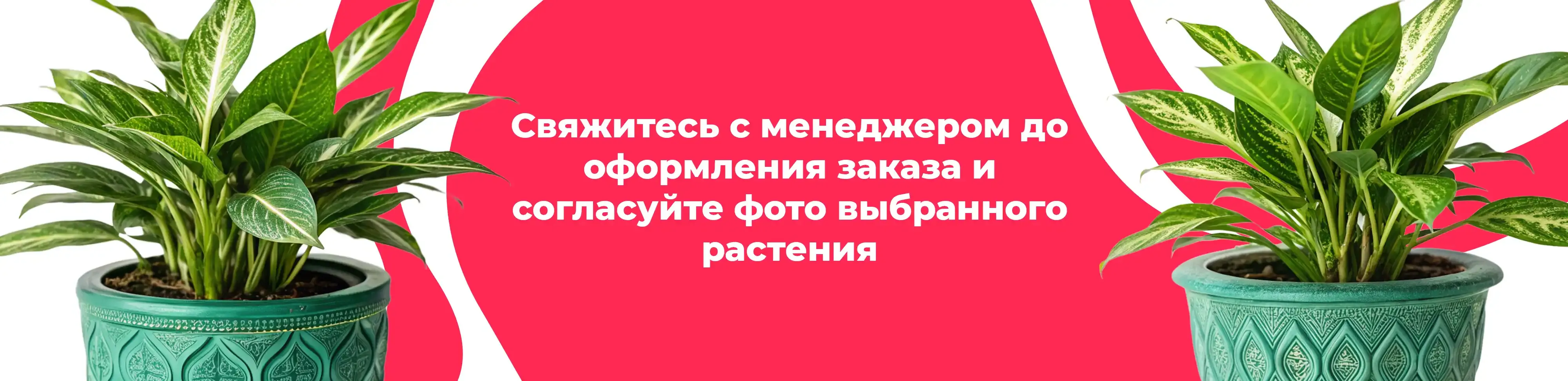 Баннер для рубрики: Комнатные растения Яхрома