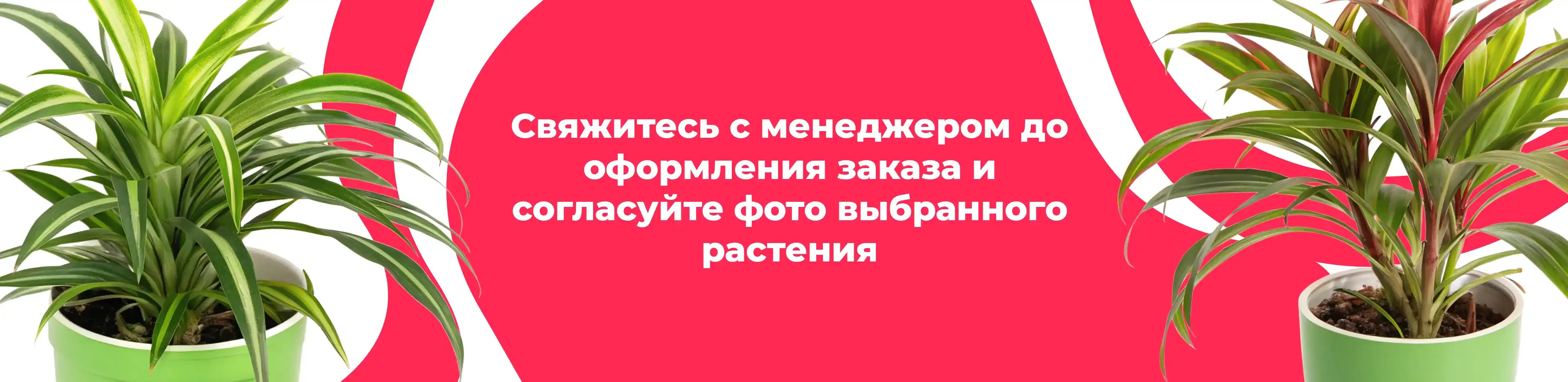 Баннер для рубрики: Комнатные растения Дубна