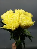 Фото флориста 3: 1 желтая одноголовая хризантема
