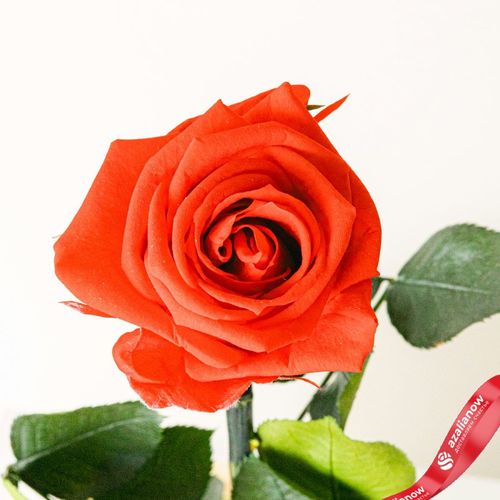 Фото 3: Вечная роза «День святого Валентина». Сервис доставки цветов AzaliaNow
