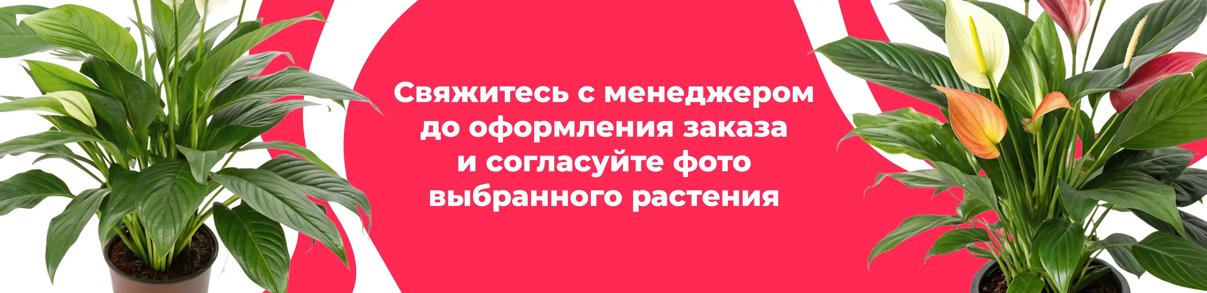 Баннер для рубрики: Комнатные растения Клин