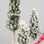 Маленькое фото 4: Елочки искусственные заснеженные на подставке, Н35х17х17см, зеленый/белый