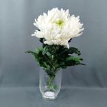 Фото флориста 3: 1 белая одноголовая хризантема