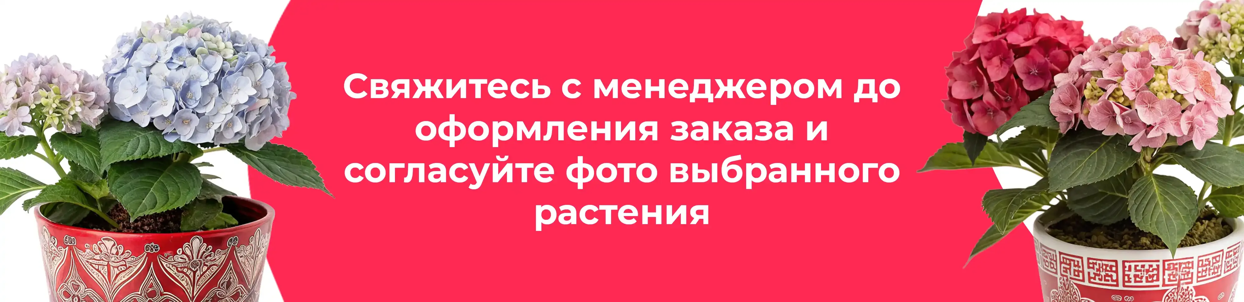 Баннер для рубрики: Комнатные растения Рошаль