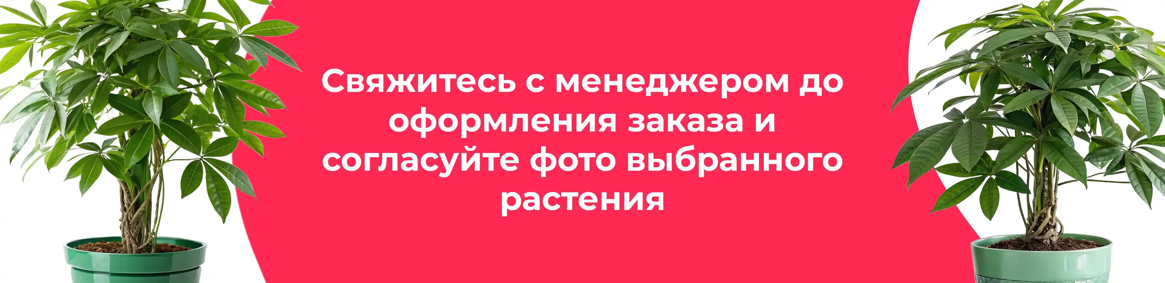 Баннер для рубрики: Пахиры акватика