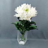 Фото флориста 5: 1 белая одноголовая хризантема