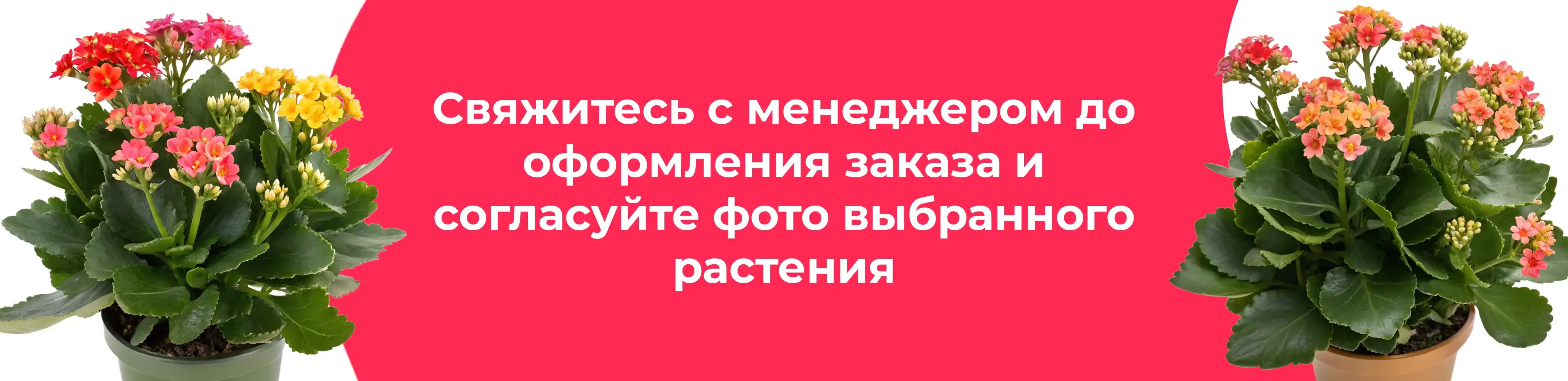 Баннер для рубрики: Каланхоэ микс