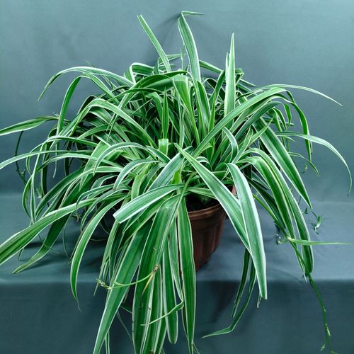 Фото флориста 1: Цветы в горшках Егорьевск