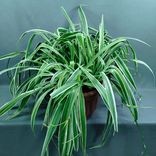 Фото флориста 1: Паутинник обратный