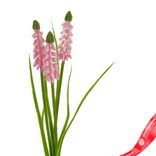 Маленькое фото 3: Мускари на вставке, 30см, светло-розовый. Сервис доставки цветов AzaliaNow