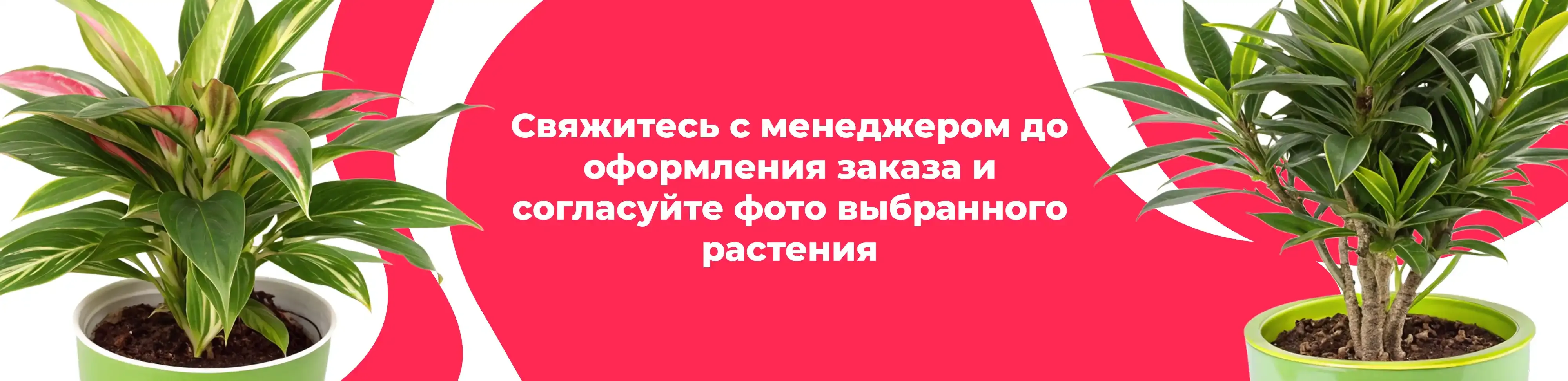 Баннер для рубрики: Комнатные растения Руза