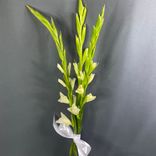 Фото флориста 1: Букет из 3 белых гладиолусов с белой лентой