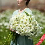 Маленькое фото 2: Анемон Альбино (Albino). Сервис доставки цветов AzaliaNow