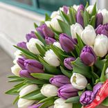 Маленькое фото 2: Лиловый закат: 50 фиолетовых и белых тюльпанов с зеленью. Сервис доставки цветов AzaliaNow